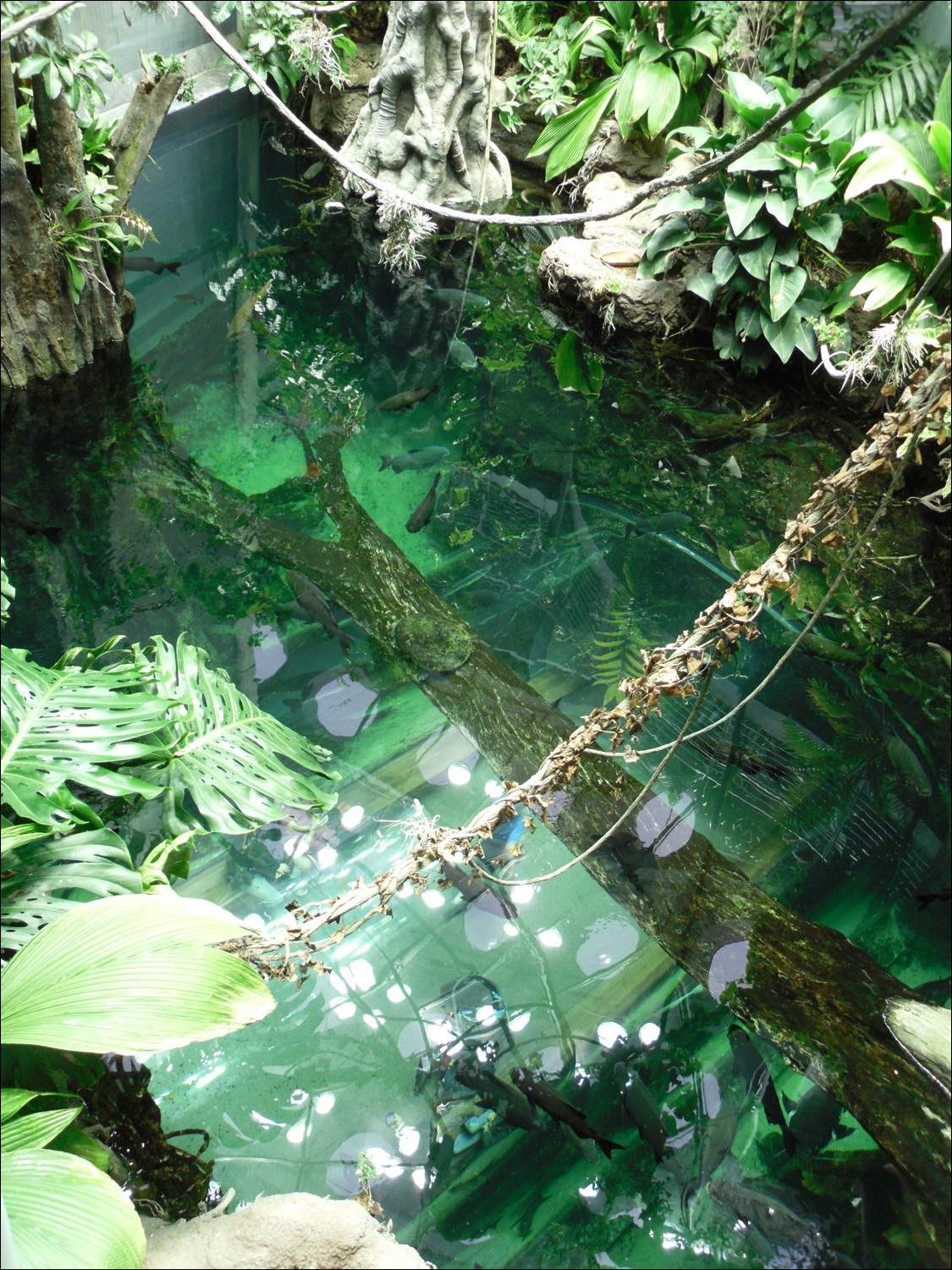 rainforest underwater tunnel from above
